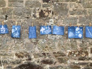 Cyanotypes hung to dry on a wall