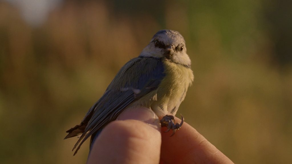 A small bird held between two fingers