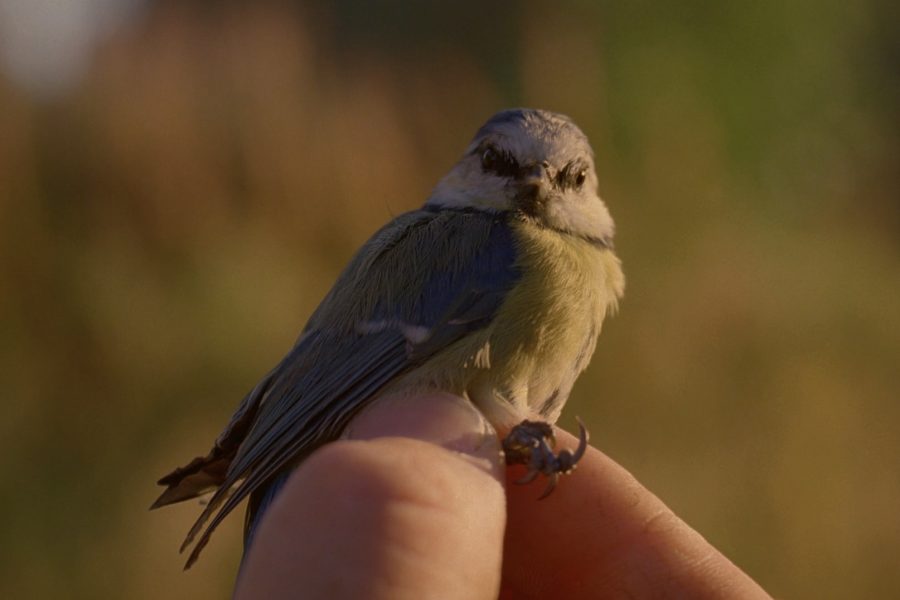 A small bird held between two fingers
