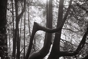 Black and white film photograph. Bent tree trunks in foreground with upright trunks in background and light flooding through. 